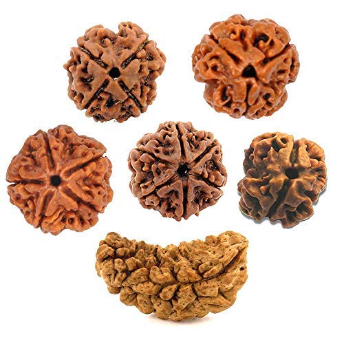 The Quality of Ek Mukhi Rudraksha