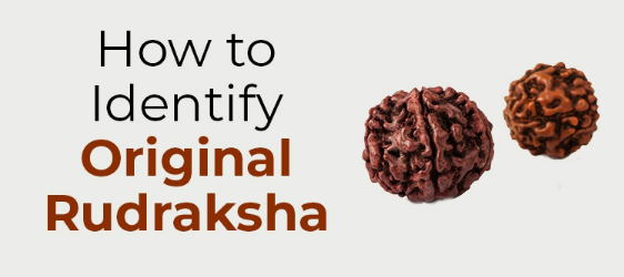 Identify original Rudraksha