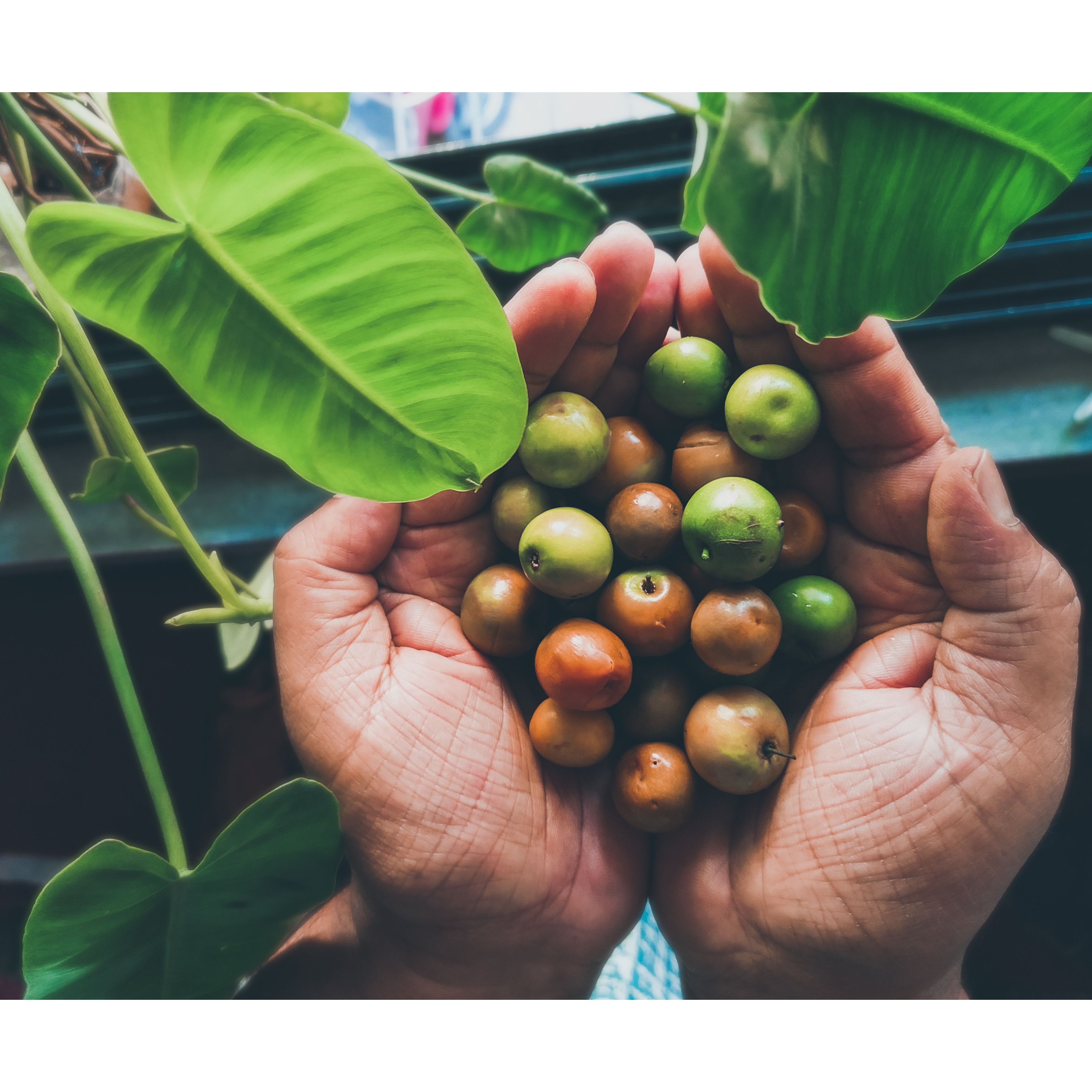 Why Do We Not Eat Jujube Before Saraswati Puja?