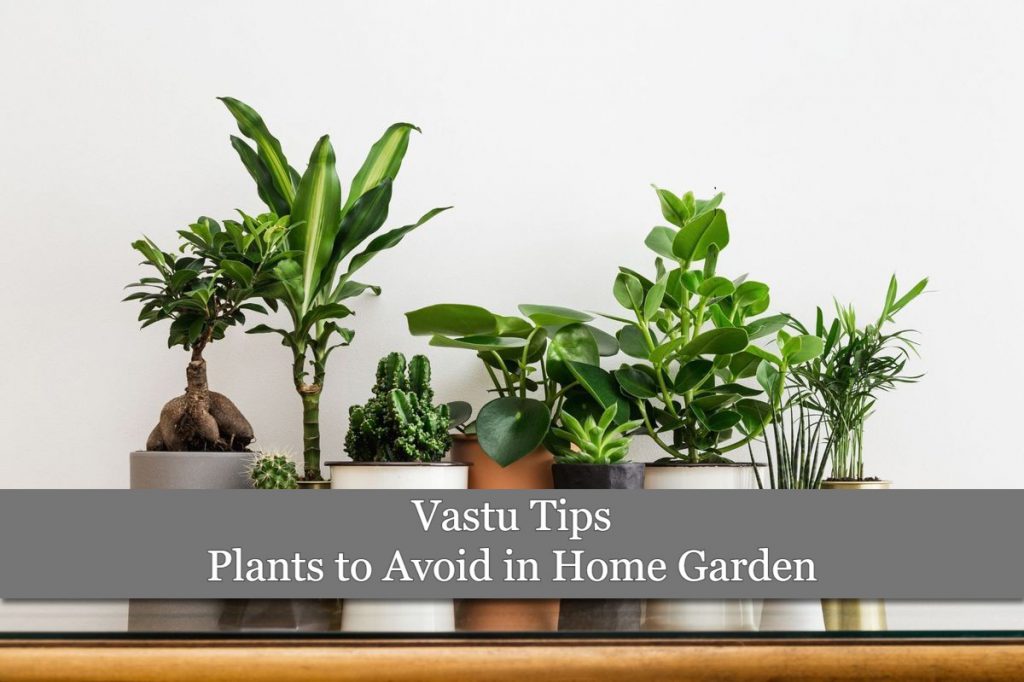 vastu-tips-8-plants-that-you-must-avoid-in-your-home