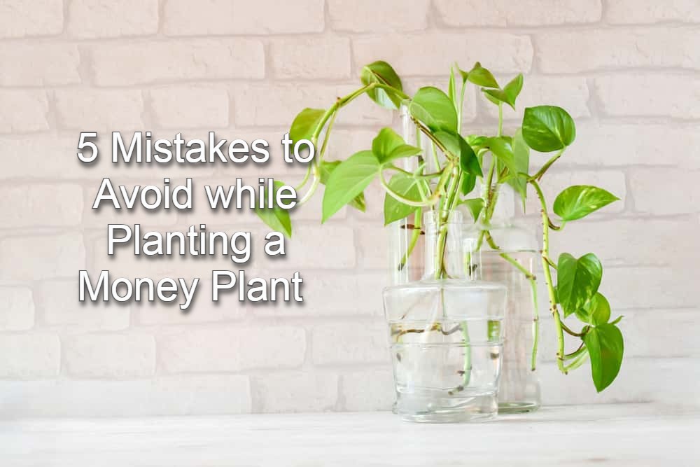 5-mistakes-to-avoid-when-planting-a-money-plant-in-your-house