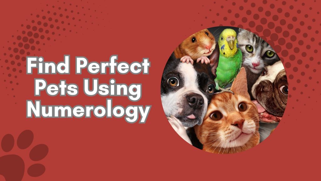 numerology and pets