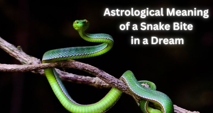 Snake bite in a dream